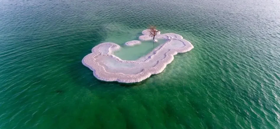 The Dead Sea Tree