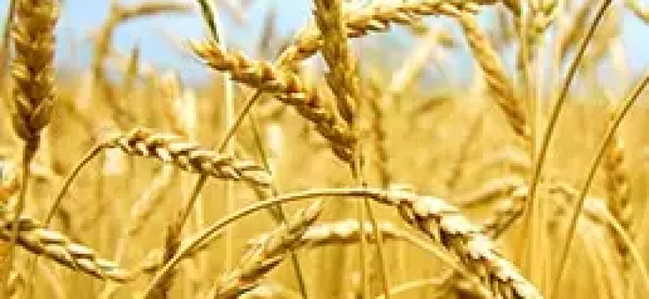 the-contaminated-grain